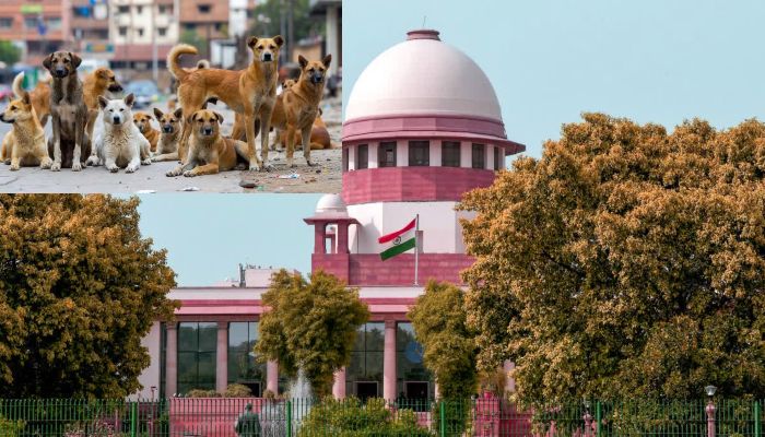 Stray Dogs Case: कुत्ते के काटने पर अब देना पड़ेगा भारी मुआवजा, सुप्रीम कोर्ट का बड़ा फैसला