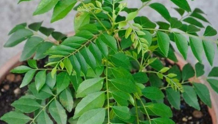 Natural Insulin Booster: शुगर से छुटकारा पाने के लिए करें इस “ नेचुरल इंसुलिन बूस्टर” का सेवन
