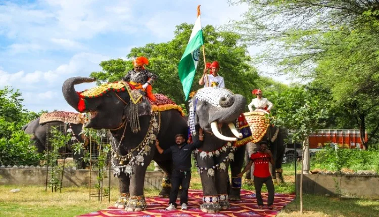 क्यों मनाया जाता है विश्व हाथी दिवस? कब हुई थी शुरुआत, जानें इसका महत्व