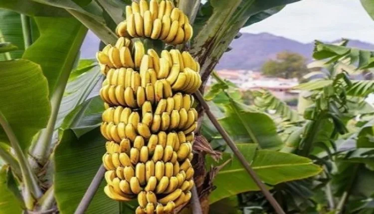 Burhanpur के Banana को मिला GI टैग: 18 हजार किसानों की बदलेगी तकदीर, दुनिया में बनेगी नई पहचान
