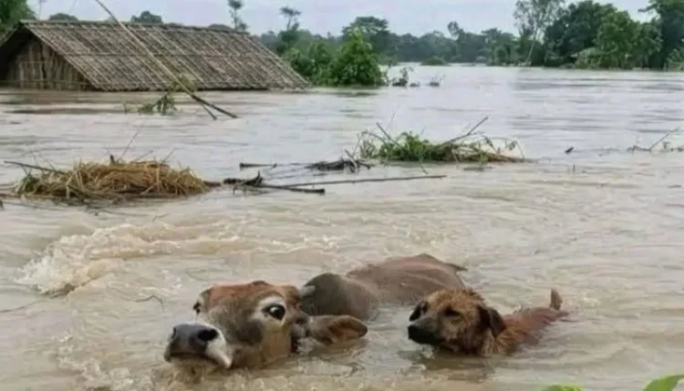 असम में फिर गहराया बाढ़ का खतरा, 15 जिलों के 1.68 लाख लोग प्रभावित