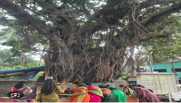 विवाहित महिलाओं ने पति की लंबी आयु के लिए की वट वृक्ष की पूजा