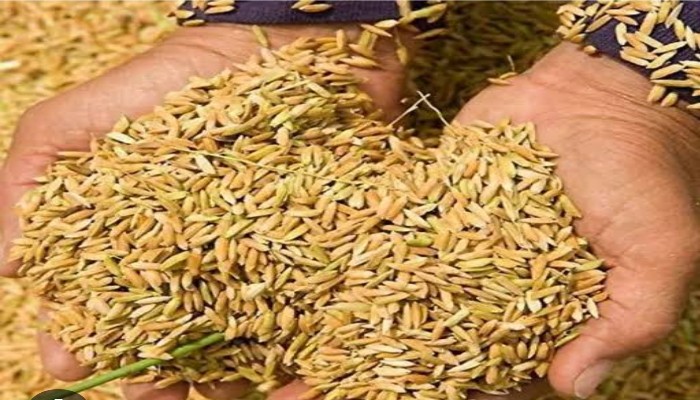 राइस मिलर्स लगा रहे सरकार को करोड़ों का चूना, औने-पौने दामों में खरीद रहे किसानों का धान