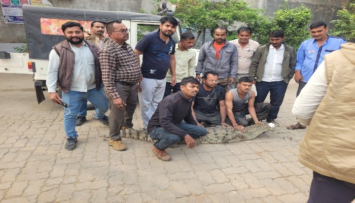 रेस्क्यू टीम ने पकड़ा मगरमच्छ, लोगों ने ली चैन की साँस