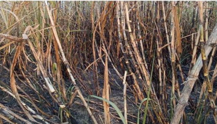 पीलीभीतः गन्ने के खेत में लगी आग, किसानों को भारी नुकसान