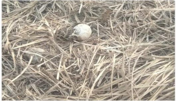 गन्ने के खेत में मिली मानव खोपड़ी, पुलिस और फॉरेंसिक टीम ने शुरू की जांच