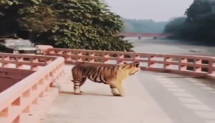 पीलीभीत टाइगर रिजर्व में नियमों का उल्लंघनः जिप्सी खड़ी कर बाघ को घेरा, वीडियो आया सामने