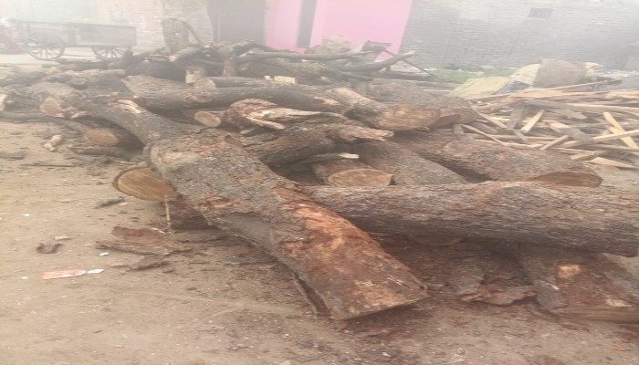 पीलीभीत: पौटा कला गांव में अवैध रूप से काटी गई आम की लकड़ी बरामद, ठेकेदार पर फिर गहराया वन विभाग का शिकंजा