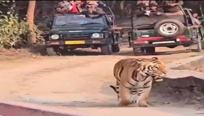बाघ को घेरने का वीडियो वायरल, कमिश्नर के आदेश के बाद वन विभाग में हड़कंप