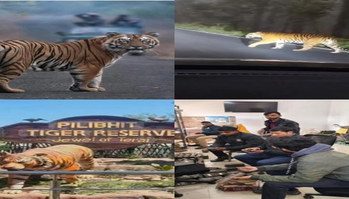 पीलीभीत टाइगर रिजर्व में राष्ट्रीय बाघ गणना की तैयारी अंतिम चरण में, लगेंगे 616 कैमरा ट्रैप