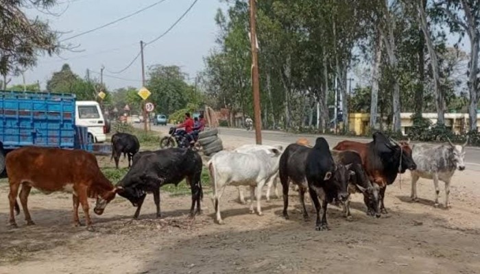 आवारा पशुओं से किसान व राहगीर परेशान 66 गौशाला होने के बाद भी रोड पर नजर आ रहे आवारा पशु