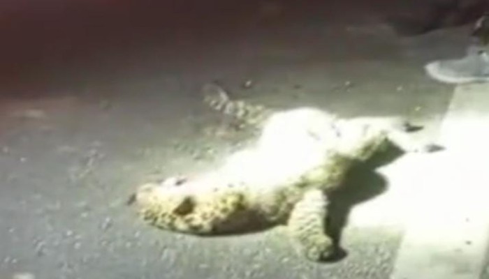 अज्ञात वाहन ने तेंदुए के शावक को रौंदा, सड़क पार करते समय हुआ हादसा