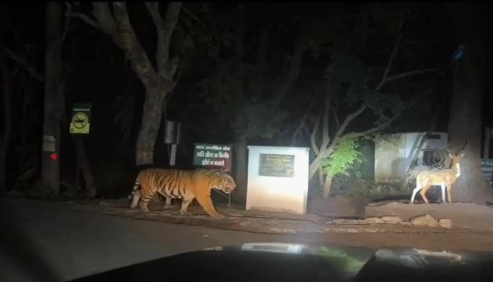 पीलीभीत टाइगर रिजर्व में खुले विचरण करते दिखे बाघ, पर्यटकों और राहगीरों ने कैमरे में किया कैद