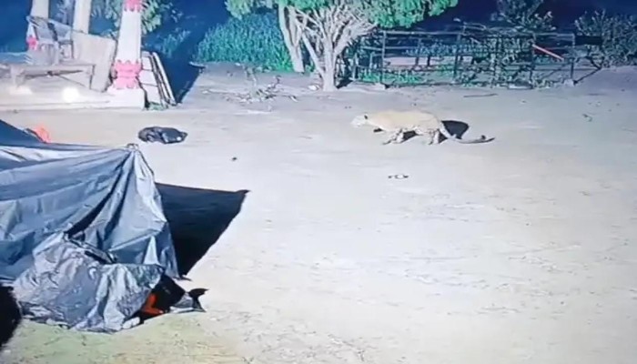 10 सेकेंड में तेंदुए ने मरोड़ दी कुत्ते की गर्दन, वीडियो देख दहशत में ग्रामीण