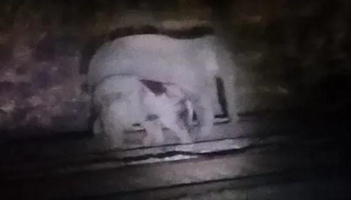 ट्रेन की चपेट में आया हाथी का शावक, झुंड के आक्रोश से रेल परिचालन बाधित