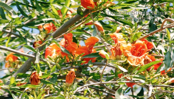 राजस्थान दिवस विशेष: शाहपुरा के जंगलों में महका 'रेगिस्तान का सागवान', संरक्षण के लिए ग्रामीणों ने कसी कमर