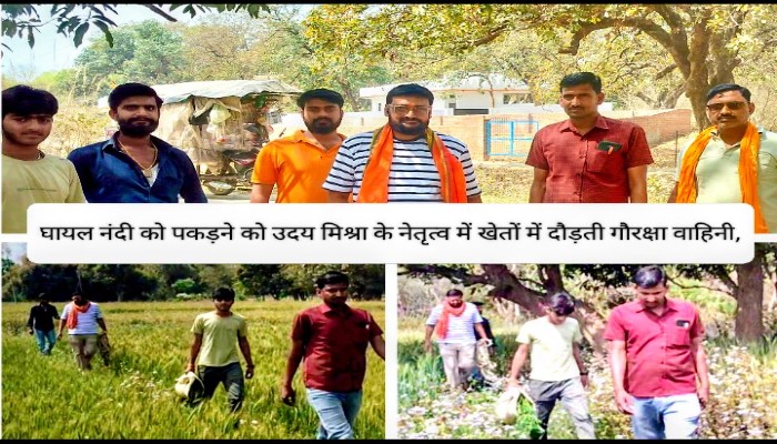 घायल नंदी मिलने से हड़कंप, मौके पर पहुंची गौरक्षा वाहिनी की टीम