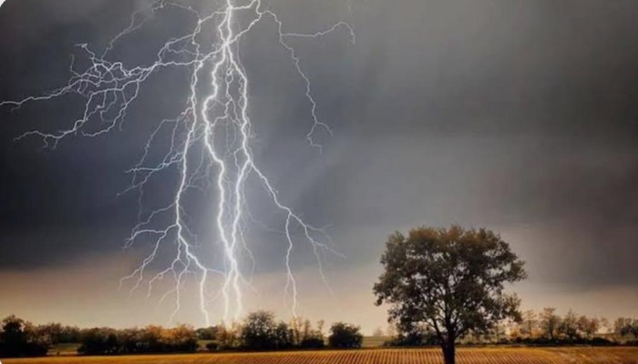 Pilibhit News : बेमौसम बारिश और अंधड़ ने छीना किसानों के मुँह का निवाला, पीलीभीत में गेहूं की फसल पूरी तरह बर्बाद