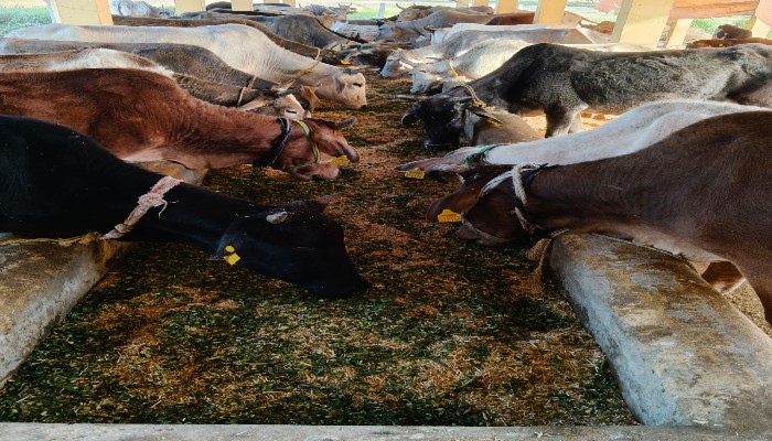 पीलीभीत: विक्रमपुर गौशाला में अव्यवस्थाओं के आरोप निकले झूठे, जांच के बाद BDO ने पेश की सच्चाई