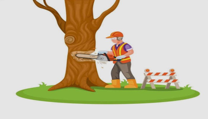 Pilibhit : बरखेड़ा में अवैध पेड़ कटान का आरोप, सूचना के बाद भी नहीं हुआ एक्शन, उठे सवाल