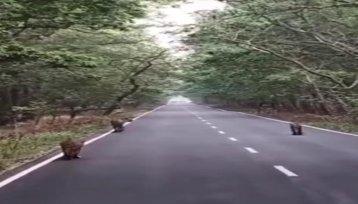 पीलीभीत टाइगर रिजर्व में तीन बाघों की एक साथ चहलकदमी, वीडियो हुआ वायरल