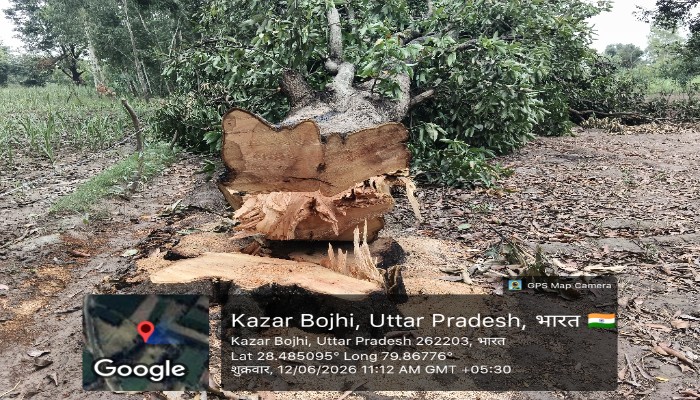 पीलीभीत में हरे-भरे आम के पेड़ों पर चला आरा, लकड़ी माफियाओं के खिलाफ कार्रवाई के निर्देश
