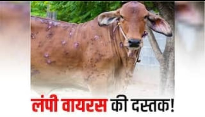 पौने दो लाख गोवंश की सुरक्षा का लक्ष्य, 23 टीमें करेंगी टीकाकरण,