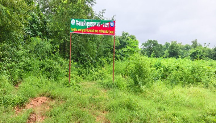झांसी में रेलवे और वन विभाग की पहल: 1.15 लाख पौधों से तैयार हो रहे सघन वन