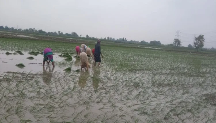 इधर अलर्ट से चिंता, उधर किसान खुश