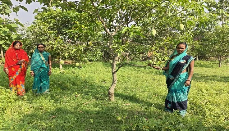 आदिवासी महिलाओं को मिली सफलता, दुबई में बिक रहे झारखंड के आम्रपाली आम