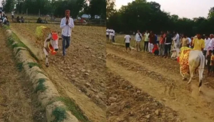 Shravasti News: सात दिनों से गाय लगा रही थी खेत का चक्कर, ग्रामीणों में उमड़ा आस्था का सैलाब, आठवें दिन हुआ खुलासा