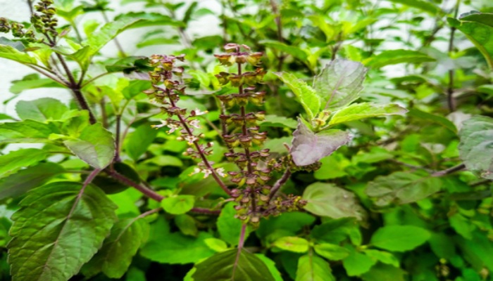 Navratri Special : मां भगवती को बेहद प्रिय है यह तुलसी का पौधा, पत्तियां और फूल चढ़ाने से अति प्रसन्न होती हैं मां दुर्गा, औषधीय गुणों से है भरपूर