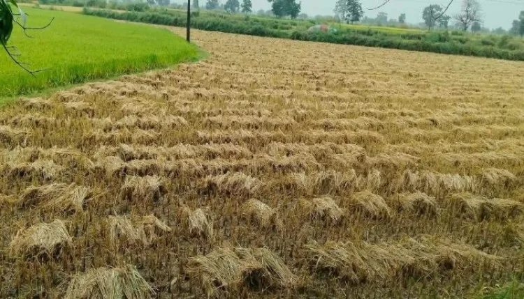 आंधी-तूफान से dhamtari बेहाल, हर जगह-हर वर्ग को हुआ नुकसान