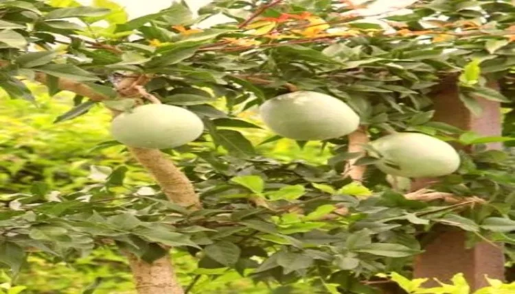 पैसे कमाने हैं तो बदलें परंपराएं, गोमा यशी बेल लगाएं