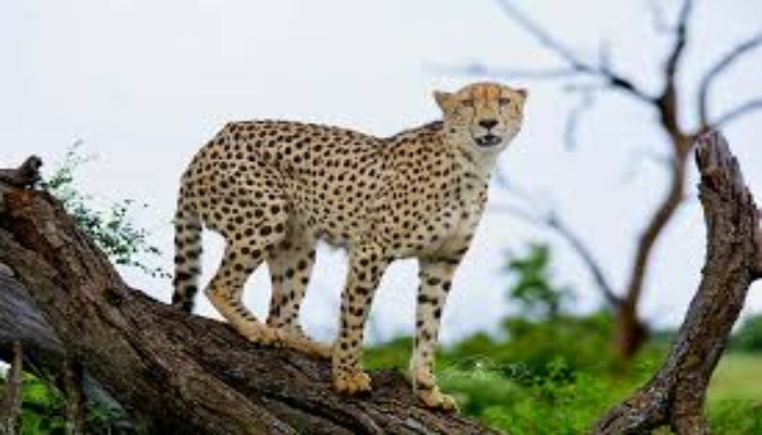International Cheetah Day : पीएम नरेंद्र मोदी ने वन्यजीव प्रेमियों को दी बधाई, बोले- आज भारत कई चीतों का घर