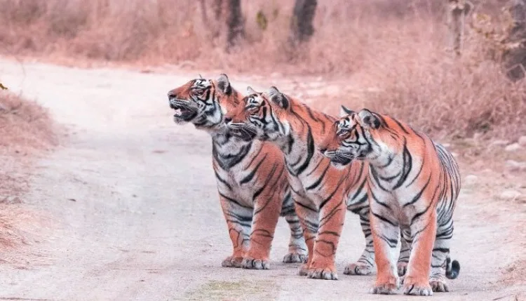 विश्व बाघ दिवस पर बोले पीएम, दुनिया की लगभग 70 प्रतिशत बाघ आबादी भारत में