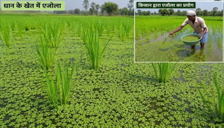 ‘एजोला’ के इस्तेमाल से बढ़ेगी धान की पैदावार, जानें इसके फायदे
