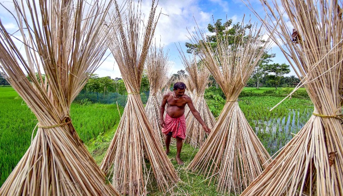 India vs Bangladesh: भारत सरकार ने बांग्लादेश से जूट का आयात करने पर लगाई रोक