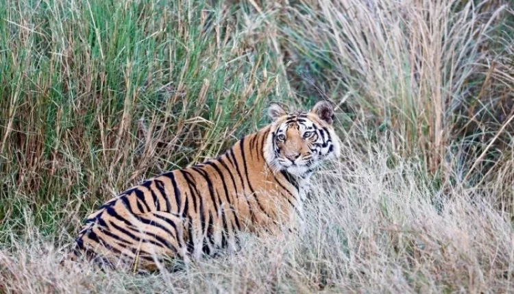मध्य प्रदेश का शहडोल वन बाघों और हाथियों के लिए है प्राकृतिक काॅरिडोर