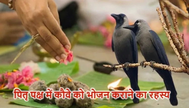 Pitru Paksha 2026: पितृपक्ष में कौवे को भोजन कराने का क्या है रहस्य?