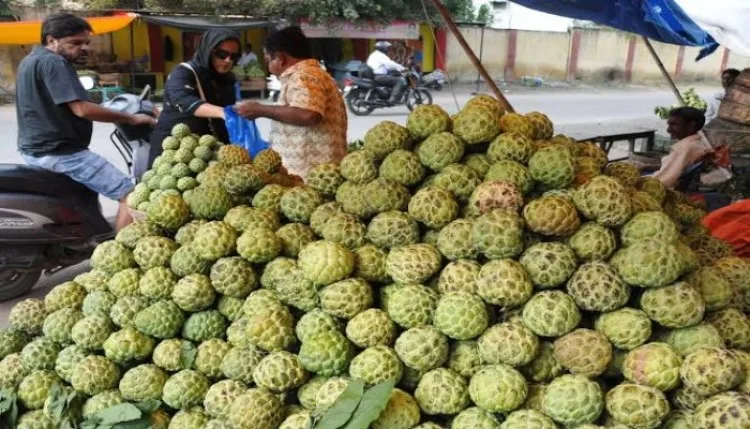 Custard Apple का कमाल: स्वाद में लाजवाब, पोषण में बेमिसाल; फल, बीज और पत्तियां भी हैं सेहत के लिए फायदेमंद