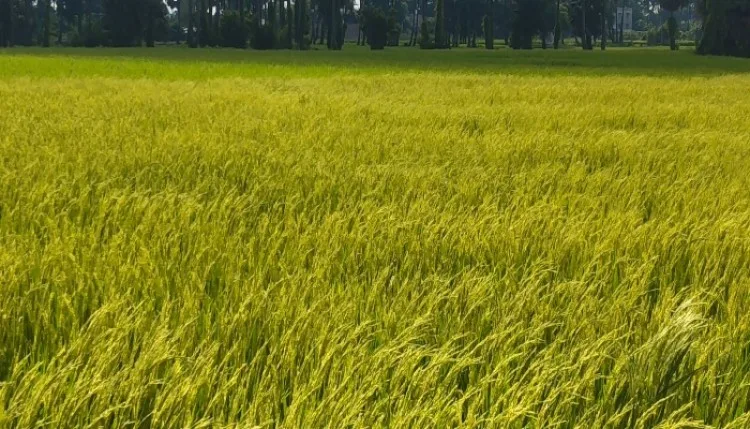 पीली पड़ रही धान की फसल पर बारिश मेहरबान, महंगाई के कारण नहीं हुई सिंचाई