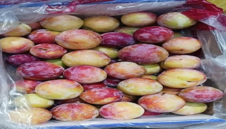 चेरी और सेंटरोज प्लम की पहली खेप का निर्यात हुआ
