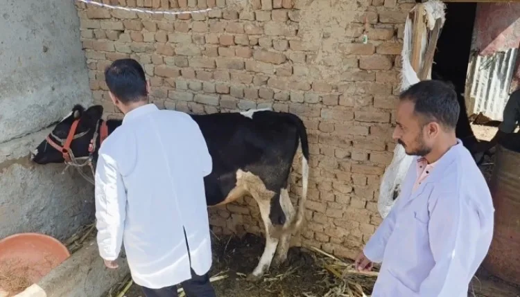 जम्मू-कश्मीर के डोडा में फैल रहा लम्पी वायरस, पशुपालकों में बढ़ी चिंता