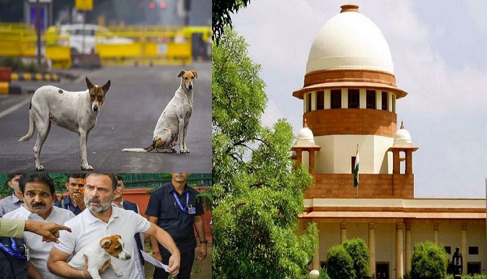 Delhi Stray Dogs: आवारा कुत्तों पर सुप्रीम कोर्ट के आदेश पर छिड़ा विवाद, राहुल गांधी बोले- ये तो क्रूरता...