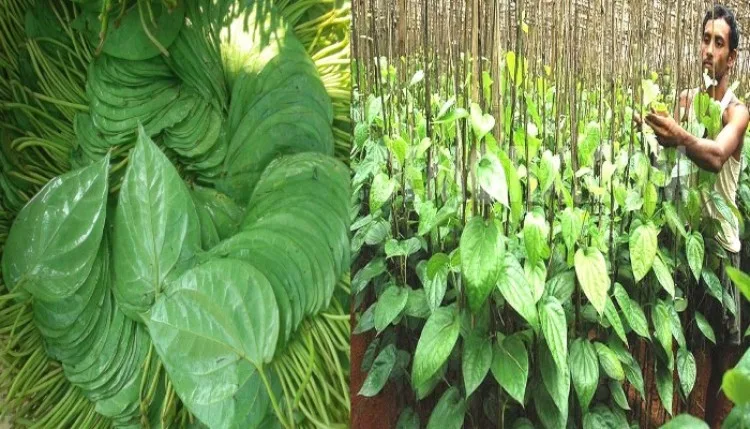 बनारस से प्रतापगढ़ तक संकट में Paan Farming: बढ़ती लागत, घटती कमाई और सरकारी मदद का इंतजार