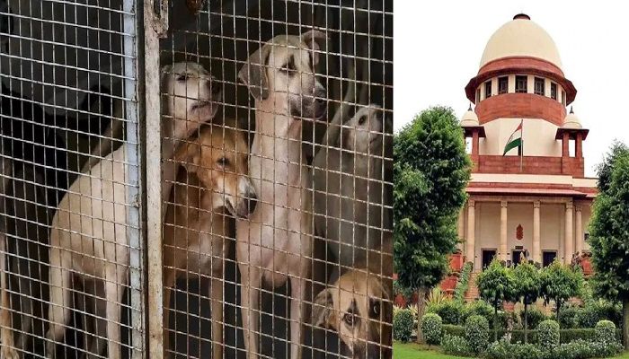 Stray Dog Supreme Court: आवारा कुत्तों को लेकर SC का बड़ा फैसला, शेल्टर होम भेजे गए कुत्ते होंगे रिहा