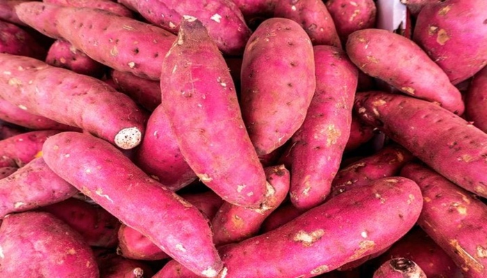 गुणों की खान है शकरकंद, सर्दियों में सेवन करना अत्यंत लाभकारी