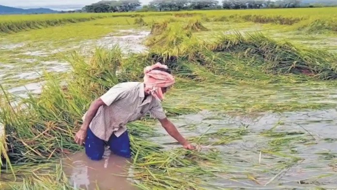 Cyclone Montha: बेमौसम बारिश ने तोड़ी किसानों की कमर, सरकार से मदद की आस