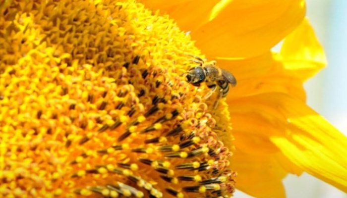 World Bee Day 2026: मधुमक्खियों के बिना फल-फूल ही नहीं, चाॅकलेट और काॅफी पर मंडरा सकता है खतरा